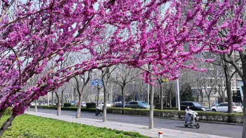  精细化管理赋能文明赏花：邢台园林部门如何以制度化思维打造城市花季名片 新闻