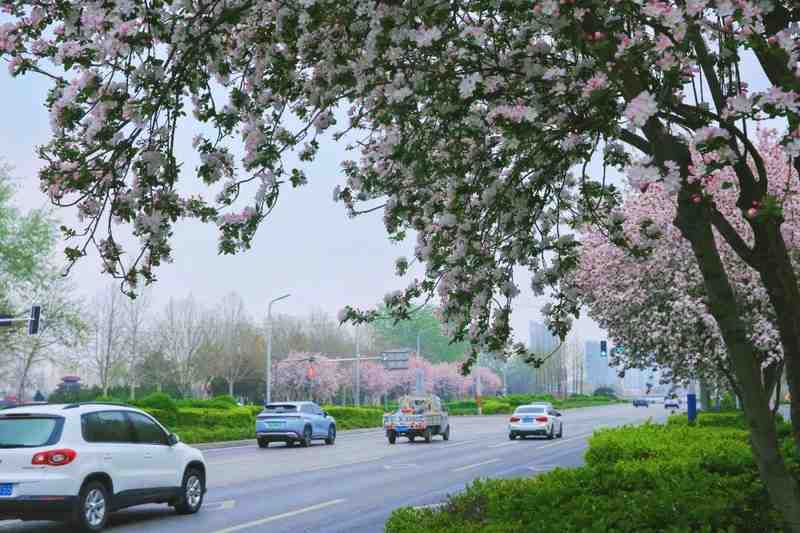  精细化管理赋能文明赏花：邢台园林部门如何以制度化思维打造城市花季名片 新闻