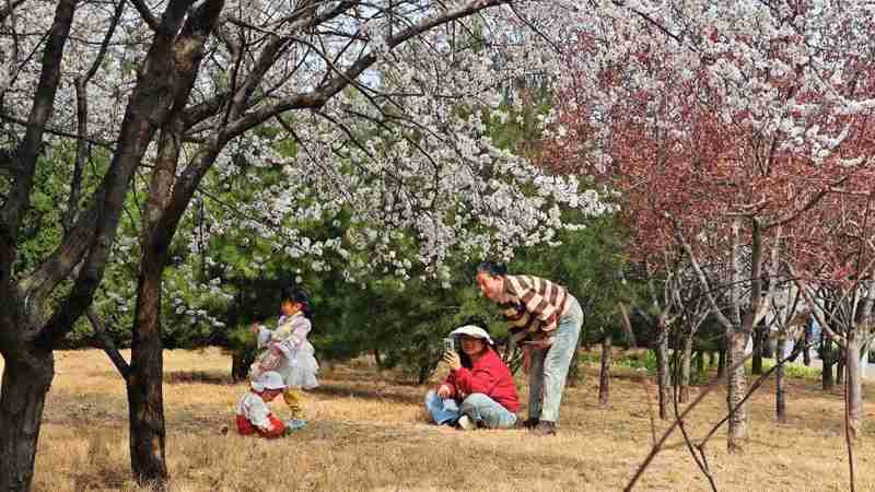  精细化管理赋能文明赏花：邢台园林部门如何以制度化思维打造城市花季名片 新闻