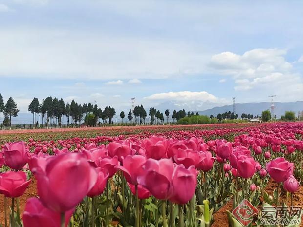 技术破局：丽江四季花开景区如何用1600万粒籽球撬动农文旅融合新模式