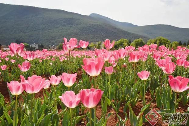 技术破局:丽江四季花开景区如何用1600万粒籽球撬动农文旅融合新模式 文化旅游