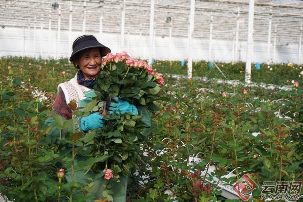 技术破局:丽江四季花开景区如何用1600万粒籽球撬动农文旅融合新模式 文化旅游