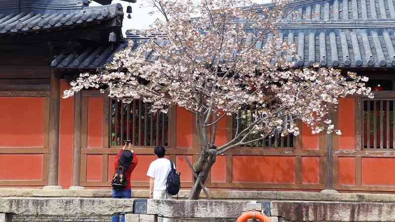  【深度解析】广富林遗址樱花季：古建空间美学与花卉景观的设计逻辑 文化旅游