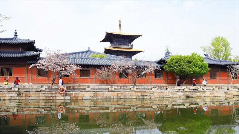  【深度解析】广富林遗址樱花季：古建空间美学与花卉景观的设计逻辑 文化旅游