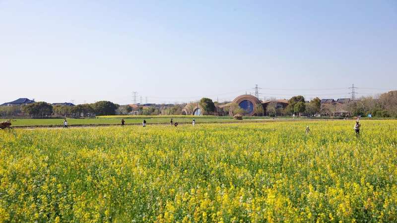  【深度解析】广富林遗址樱花季：古建空间美学与花卉景观的设计逻辑 文化旅游